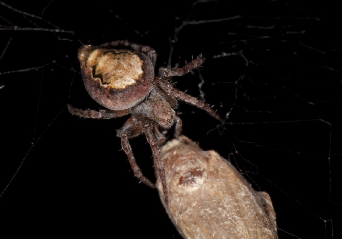 Eustala anastera Araneidae