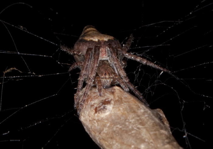 Eustala anastera Araneidae