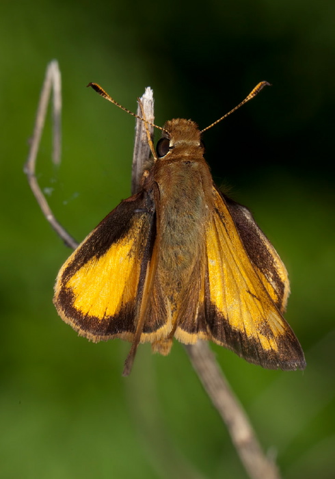 Poanes zabulon Hesperiidae