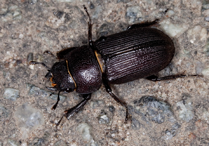 Dorcus parallelus Lucanidae