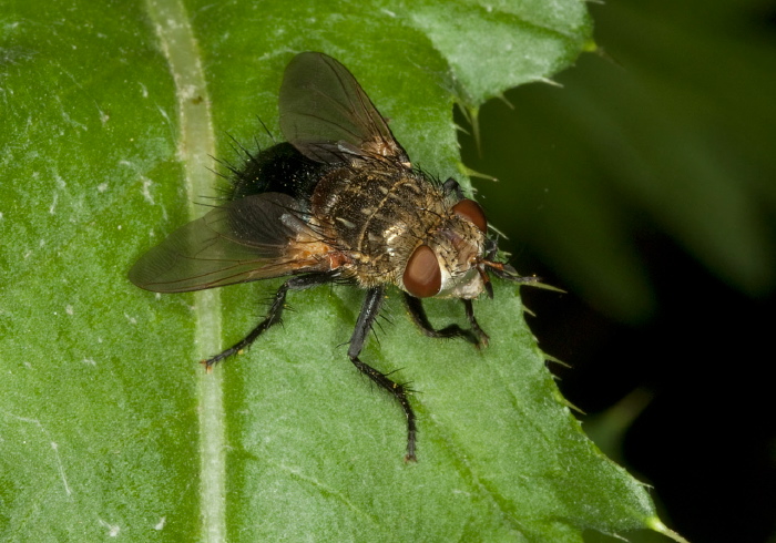 Archytas sp. Tachinidae