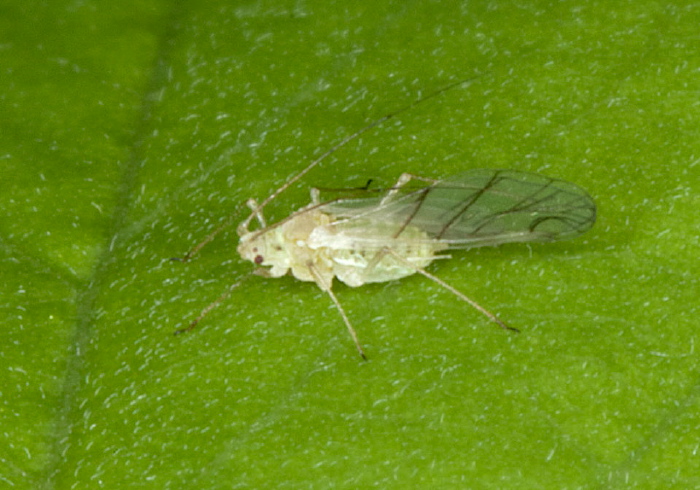   Aphididae