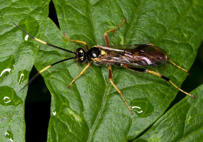 Polytribax contiguus Ichneumonidae