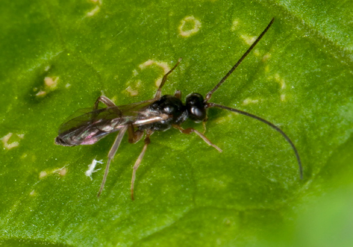   Braconidae