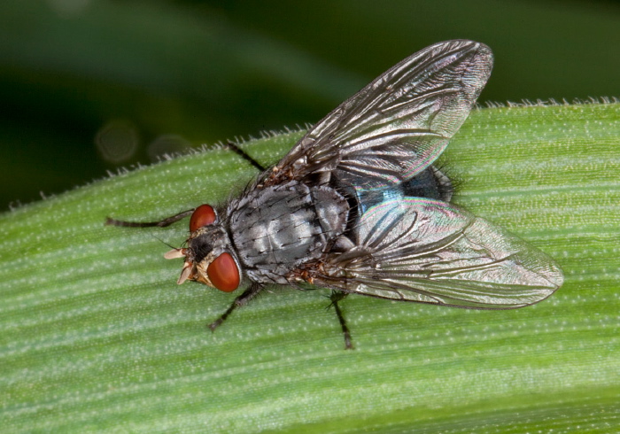 Calliphora vicina Calliphoridae