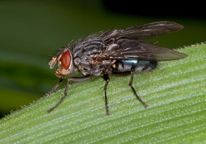 Calliphora vicina Calliphoridae