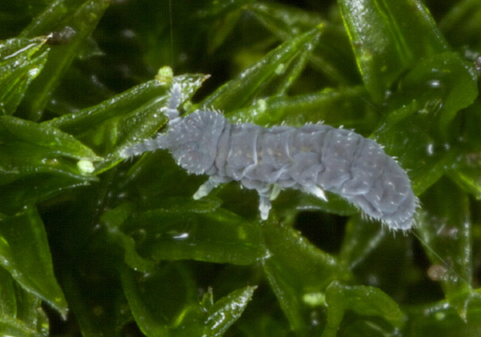 Hypogastrura sp. Hypogastruridae