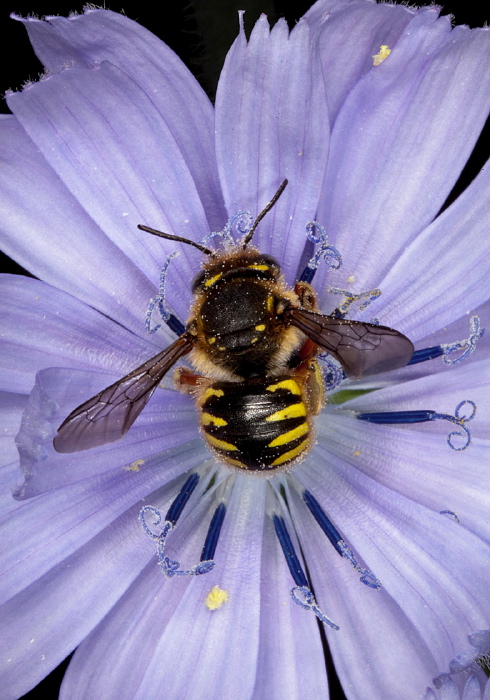 Anthidium manicatum Megachilidae