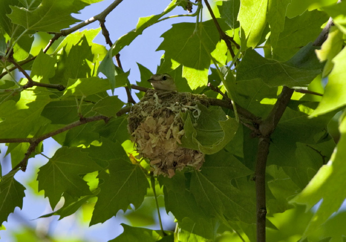 Vireo gilvus Vireonidae