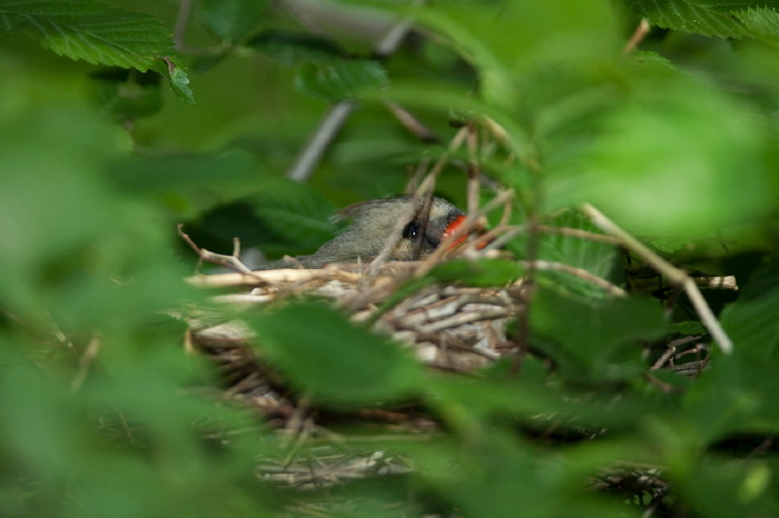 Cardinalis cardinalis Cardinalidae