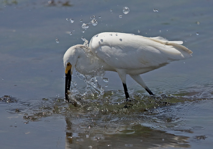 Egretta thula Ardeidae