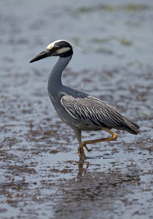 Nyctanassa violacea Ardeidae