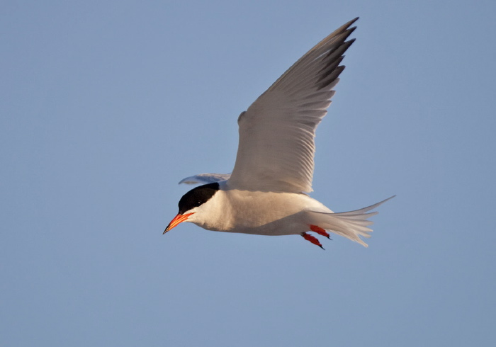 Sterna hirundo Sternidae