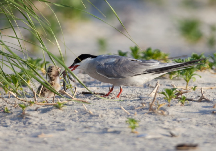 Sterna hirundo Sternidae