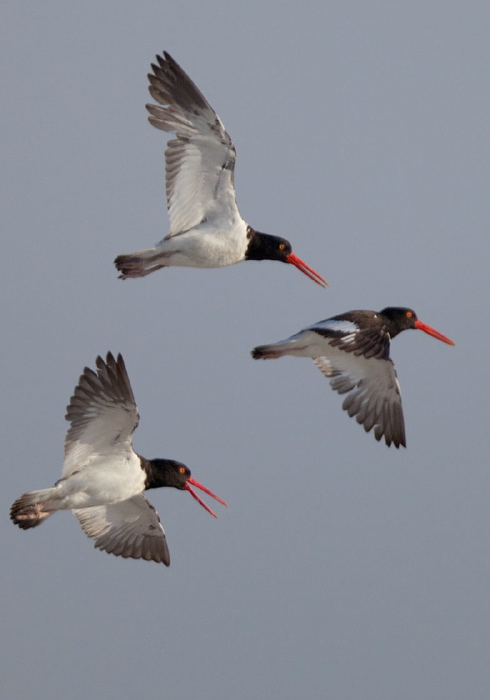 Haematopus palliatus Haematopodidae