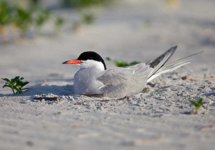 Sterna hirundo Sternidae