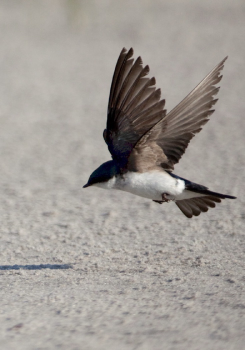 Tachycineta bicolor Hirundinidae