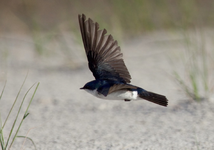 Tachycineta bicolor Hirundinidae