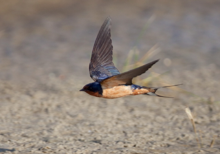 Hirundo rustica Hirundinidae