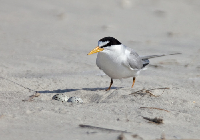 Sterna antillarum Sternidae