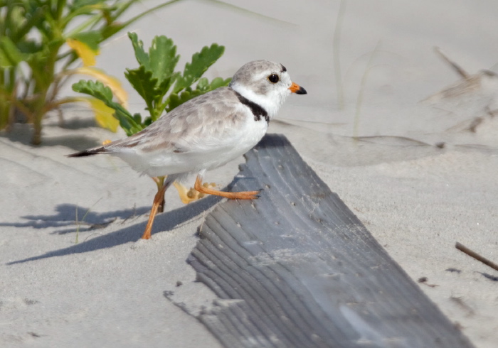 Charadrius melodus Charadriidae