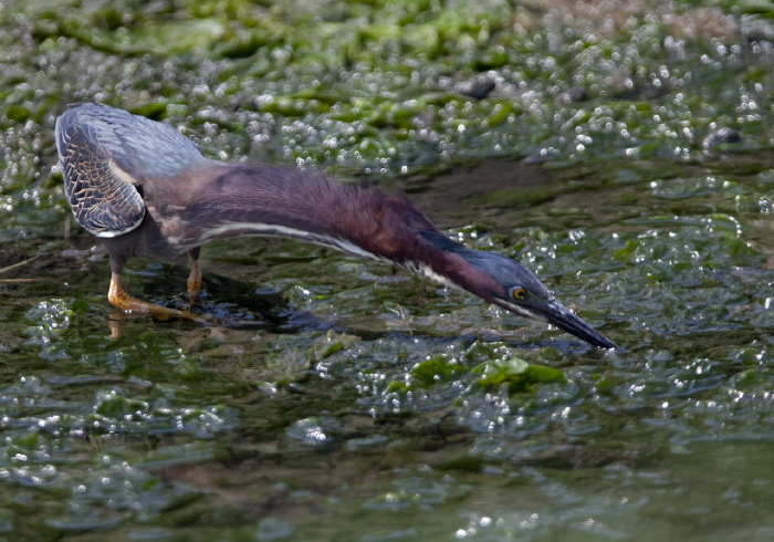 Butorides virescens Ardeidae