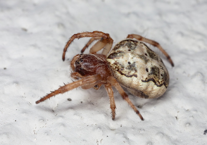 Larinioides cornutus? Araneidae