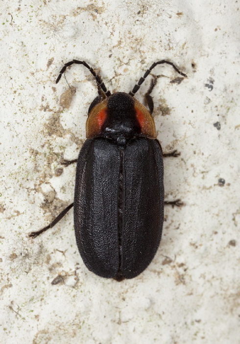 Lucidota atra Lampyridae