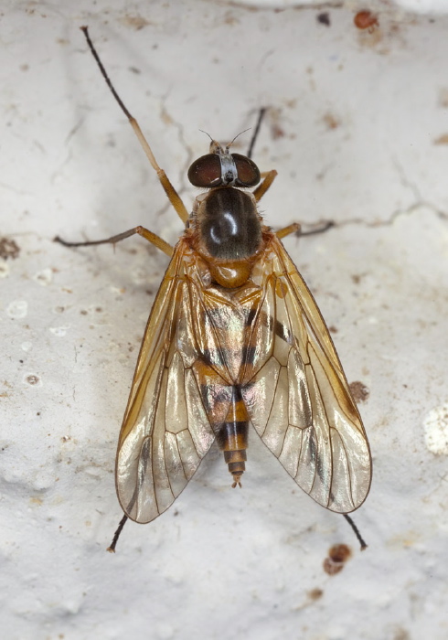 Rhagio sp. Rhagionidae