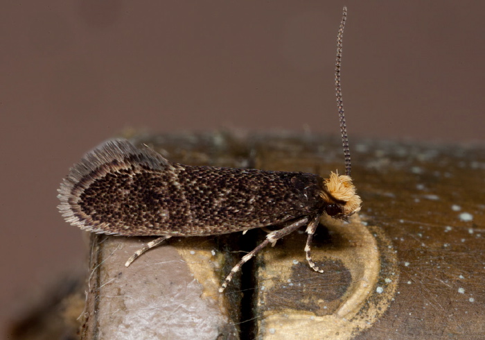 Doleromorpha porphyria? Tineidae