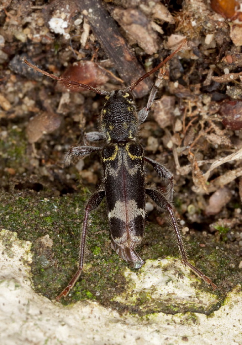 Xylotrechus colonus Cerambycidae
