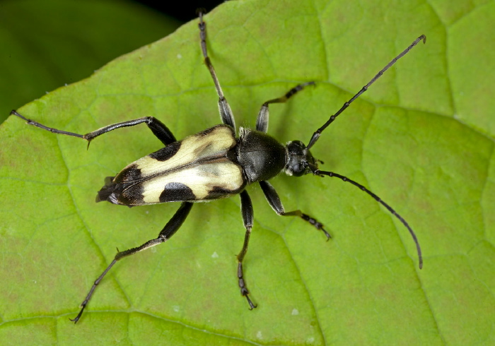 Judolia cordifera Cerambycidae