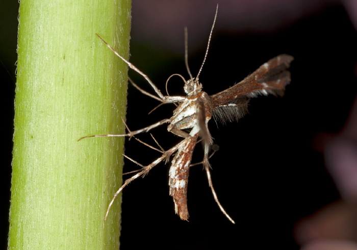 Geina tenuidactyla Pterophoridae