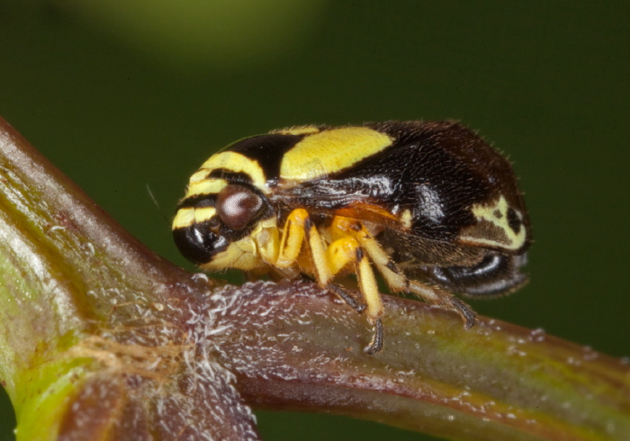 Clastoptera proteus Cercopidae