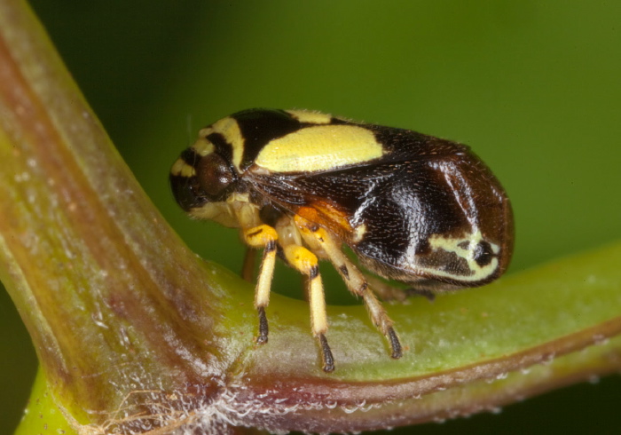 Clastoptera proteus Cercopidae