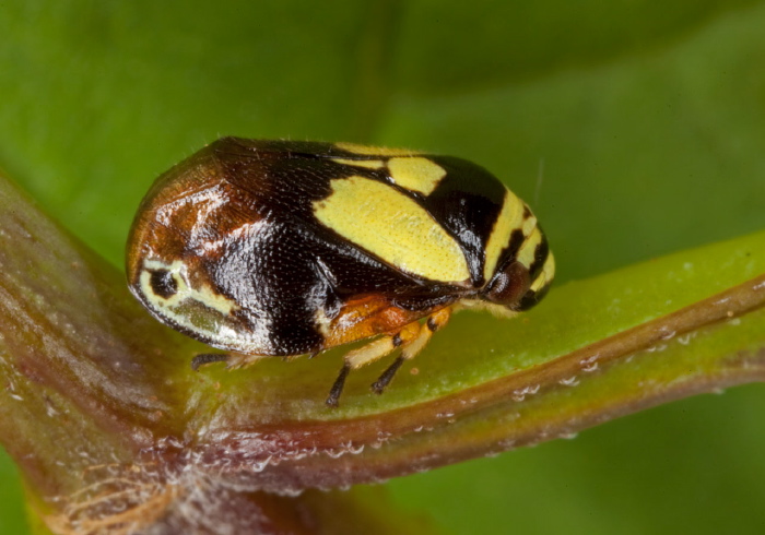 Clastoptera proteus Cercopidae