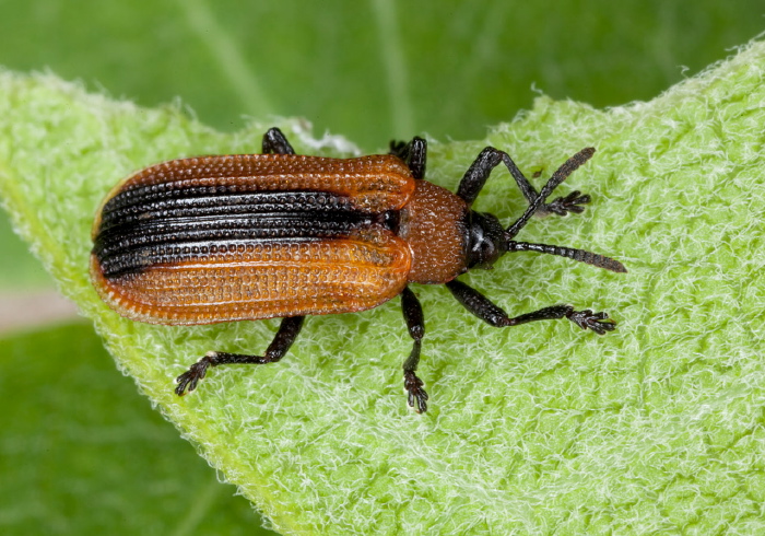 Odontota dorsalis Chrysomelidae