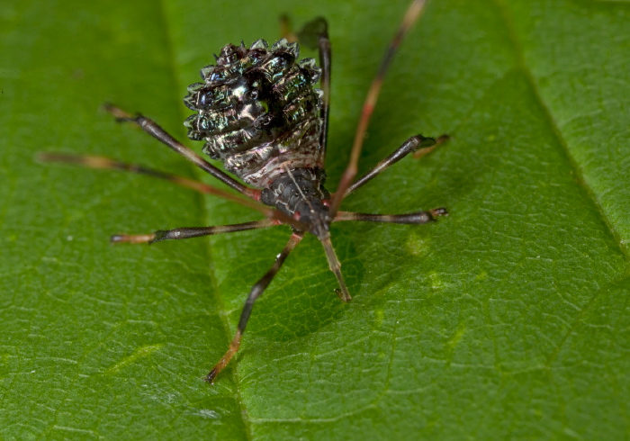 Acanthocephala terminalis Coreidae