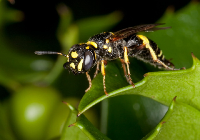 Philanthus gibbosus Crabronidae