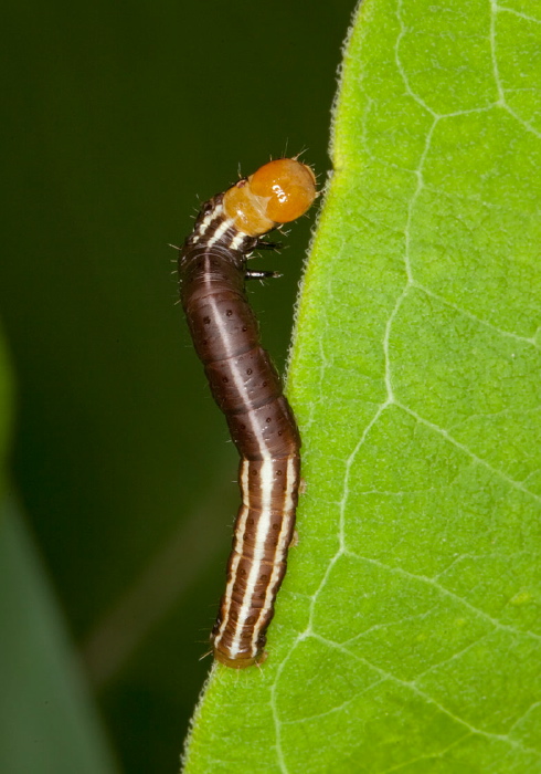 Papaipema sp. Noctuidae