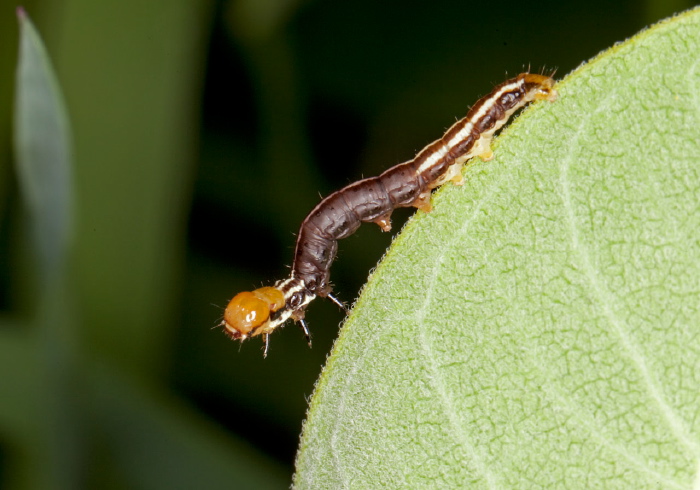Papaipema sp. Noctuidae