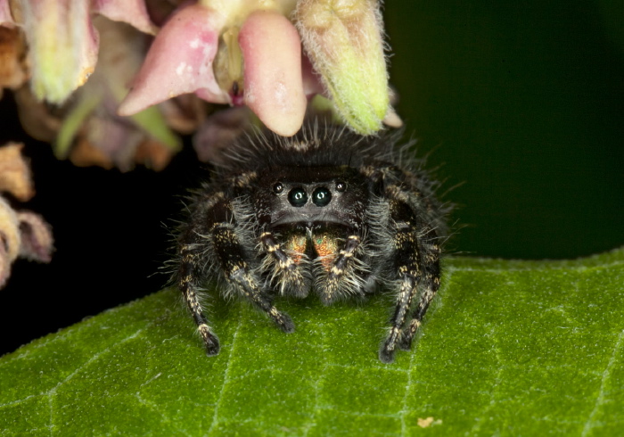 Phidippus audax Salticidae