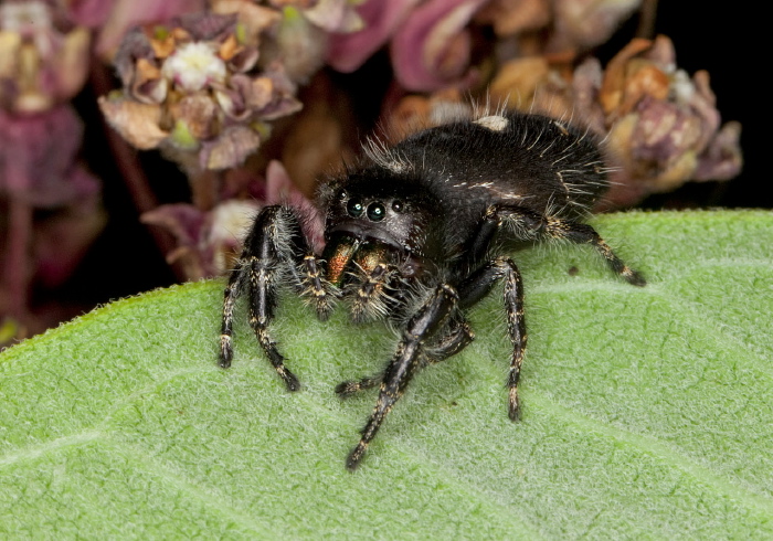 Phidippus audax Salticidae