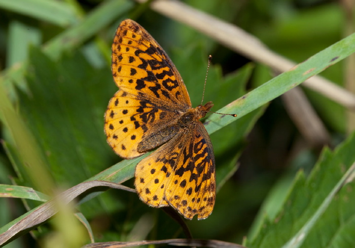 Boloria bellona Nymphalidae