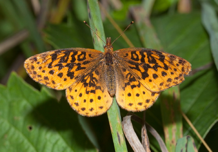 Boloria bellona Nymphalidae