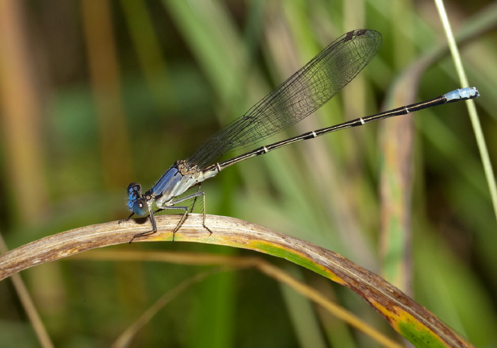 Argia apicalis Coenagrionidae