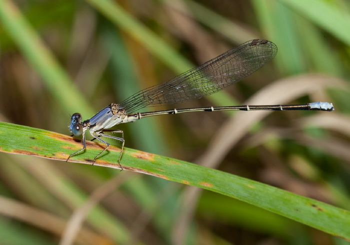 Argia apicalis Coenagrionidae