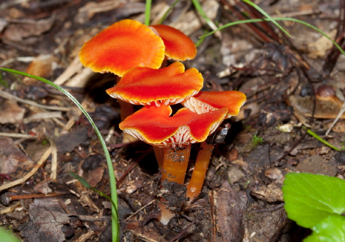 Hygrocybe cantharellus? Tricholomataceae?