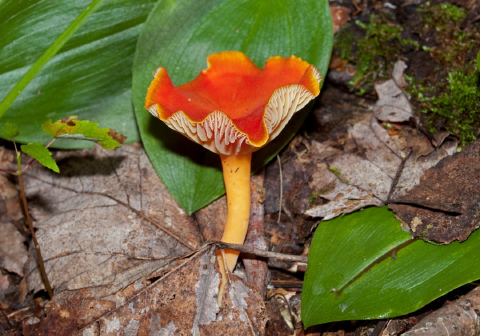 Hygrocybe cantharellus? Tricholomataceae?