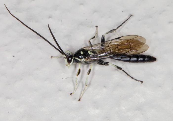Cratichneumon sublatus Ichneumonidae